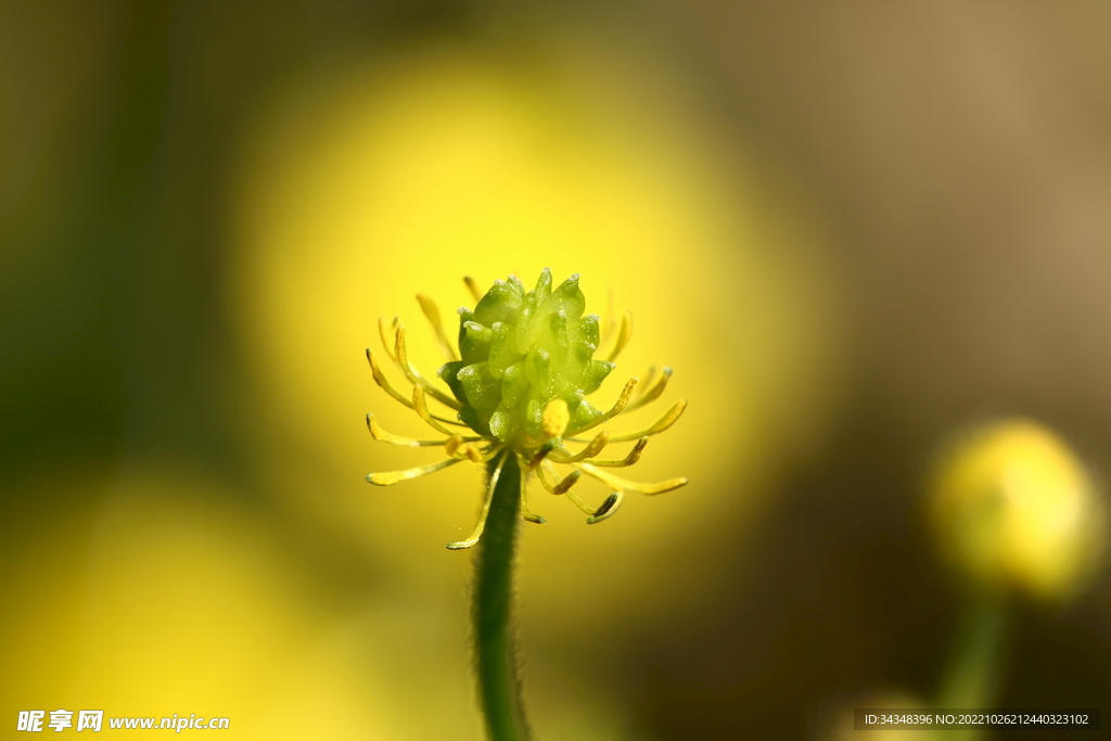 毛茛花