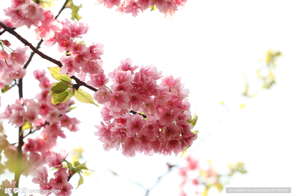 桃花