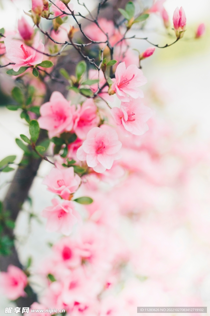 时花桃花摄影