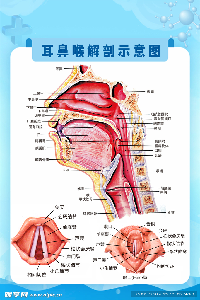 耳鼻喉解刨示意图