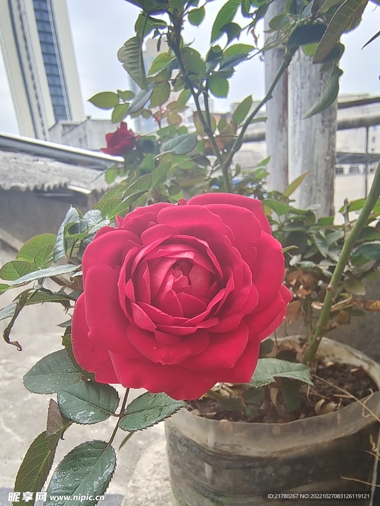 月季花