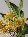 金黄桂花