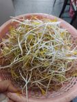 豆芽