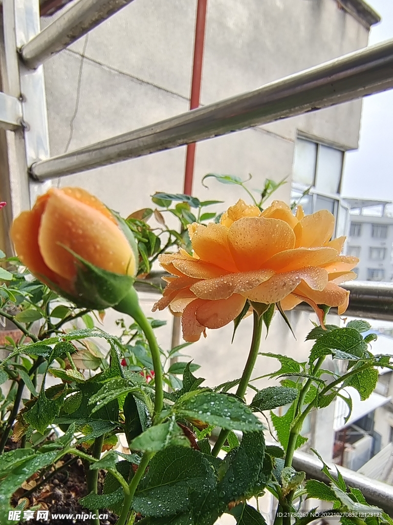 果汁月季