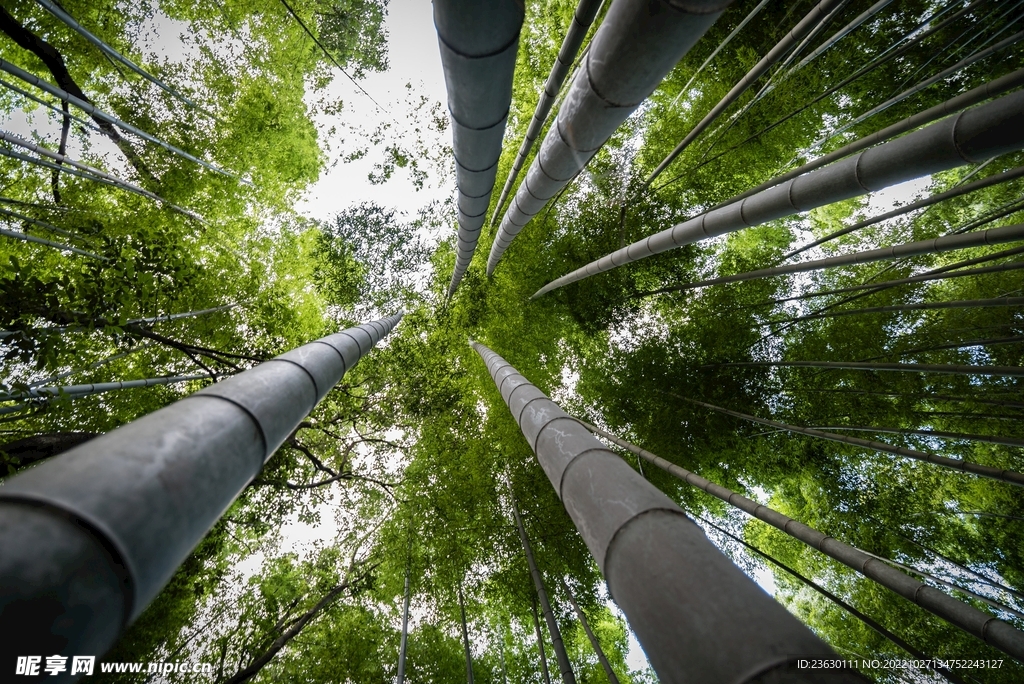 竹林