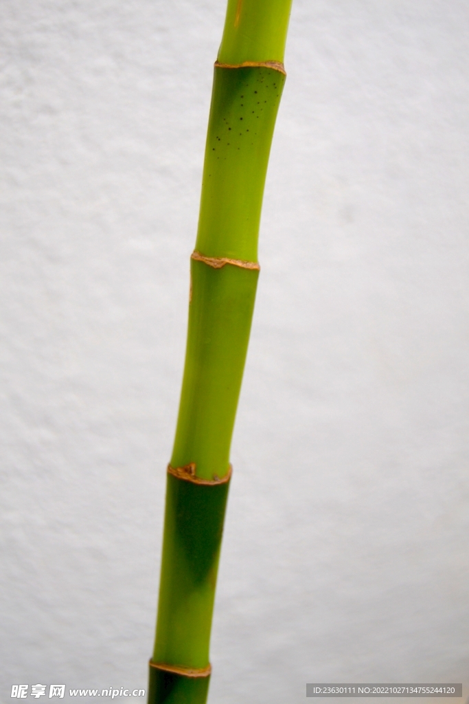 一根竹子