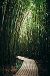 竹林