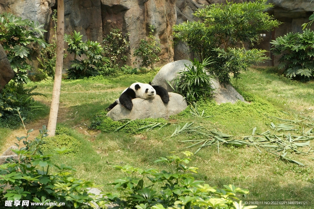 竹林和熊猫