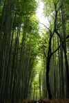 竹林