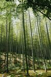 竹林