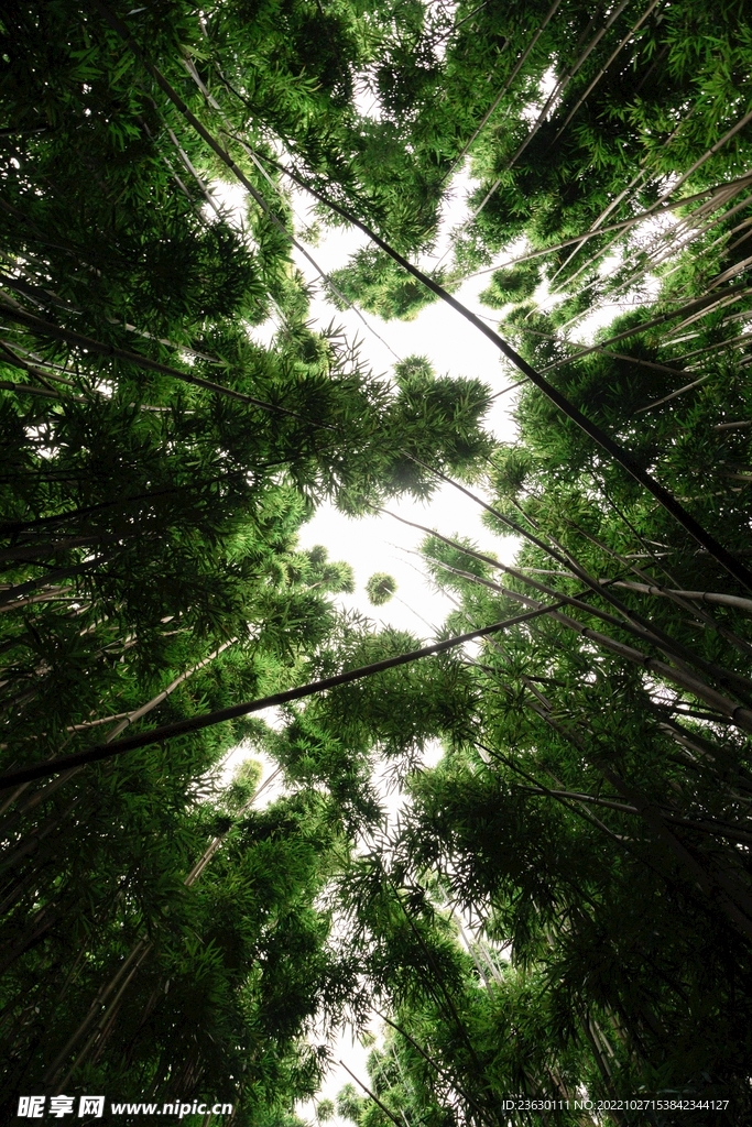 仰拍竹林