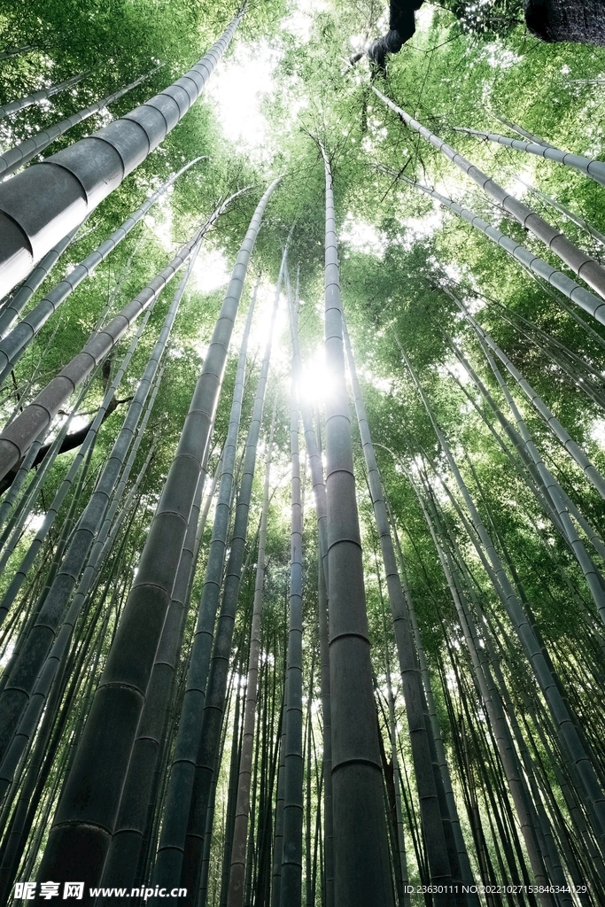 竹林