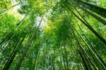 竹林