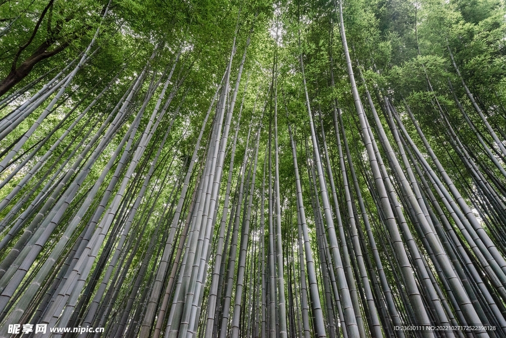 竹林