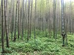 竹林
