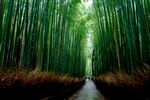 竹林