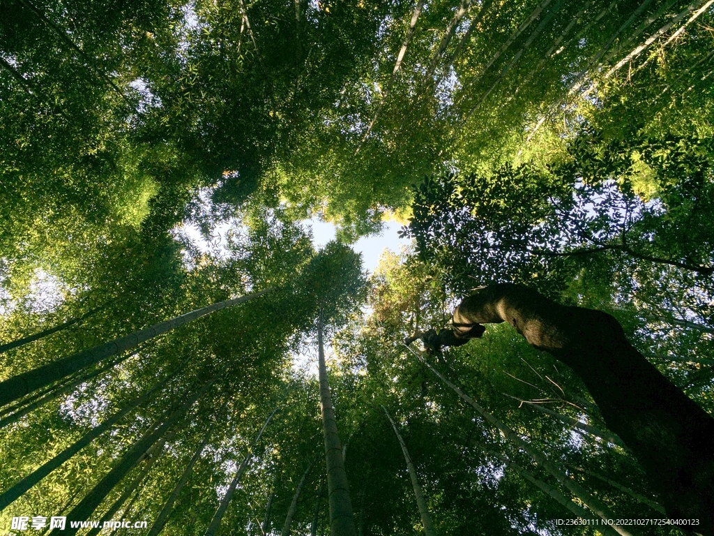 竹林仰拍