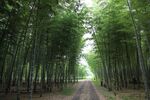 竹林