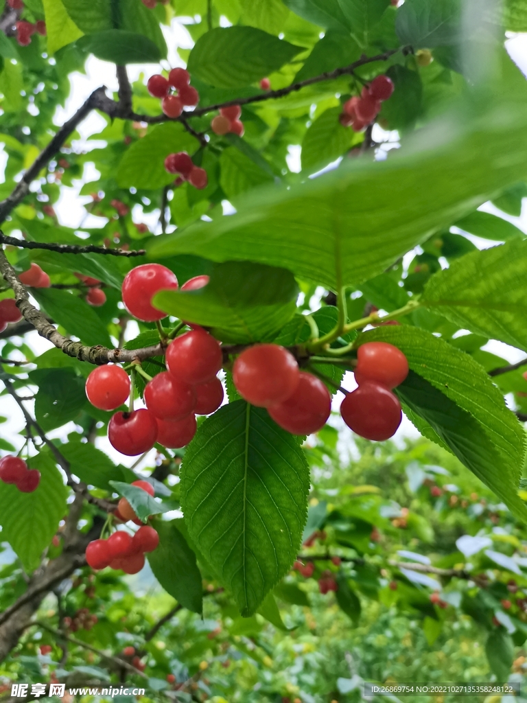 樱桃