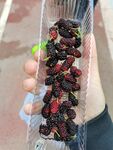 桑葚
