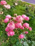 月季花
