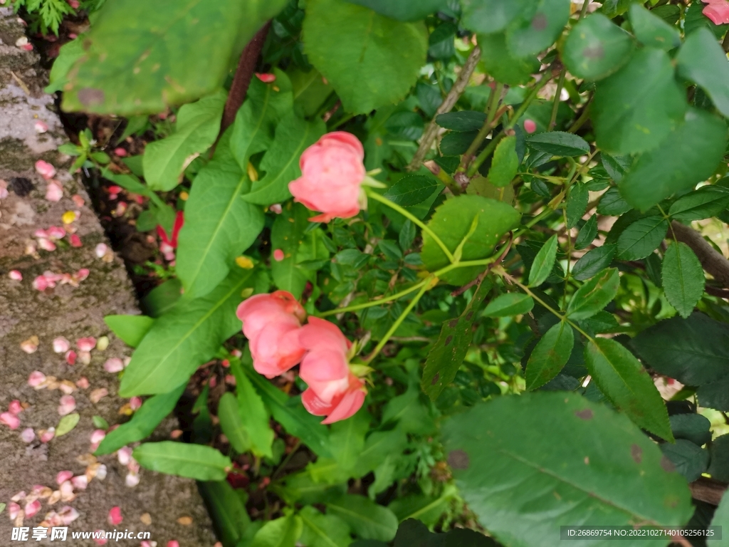 月季花