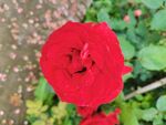 月季花