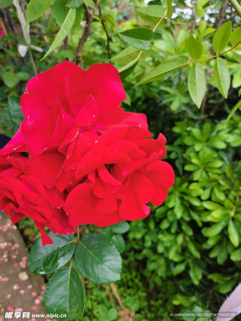 月季花
