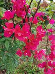 叶子花