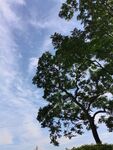 公园大树