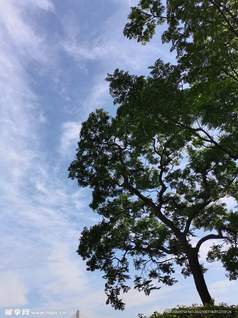 公园大树