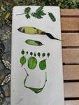 植物作品