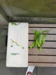 植物作品