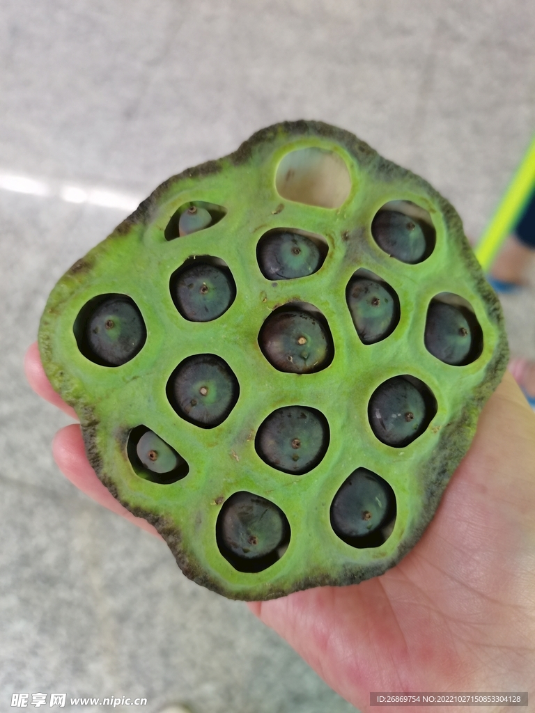 莲蓬莲子