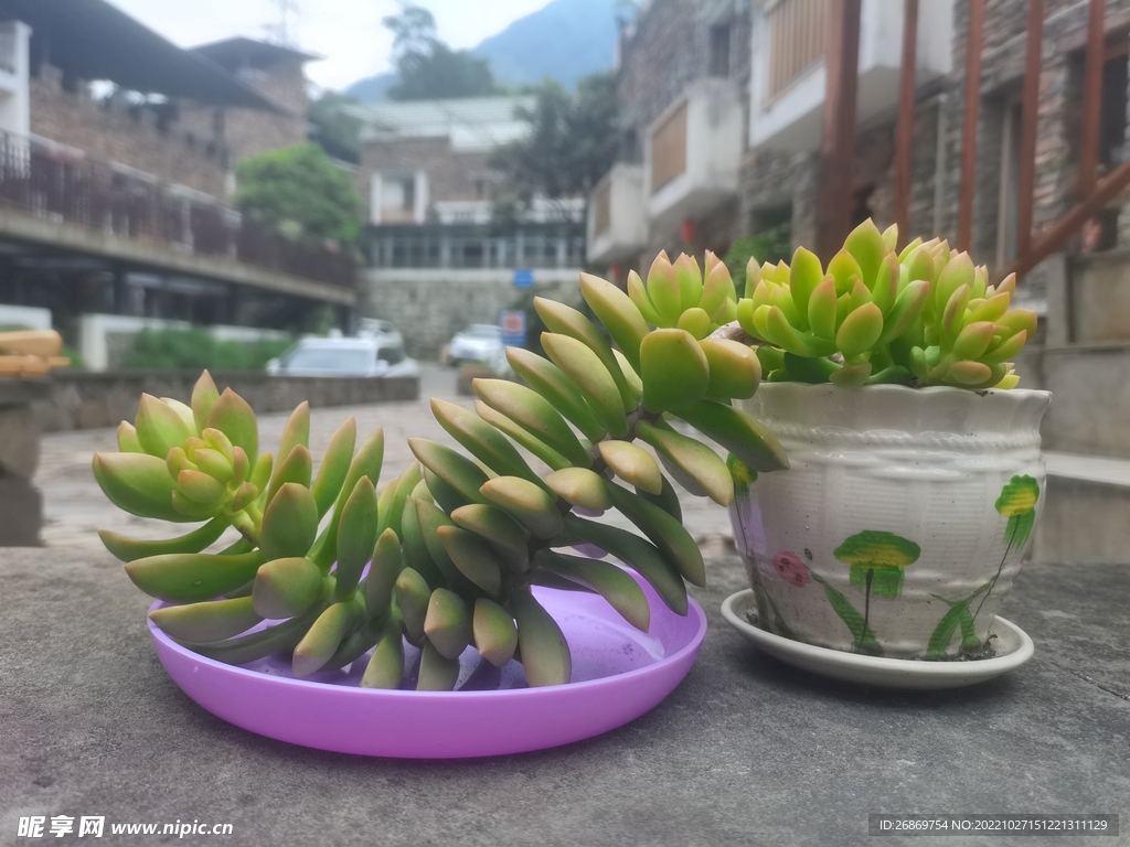 多肉植物