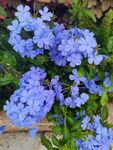 紫色绣球花