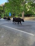 公路上的牦牛