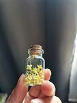 瓶子里的桂花
