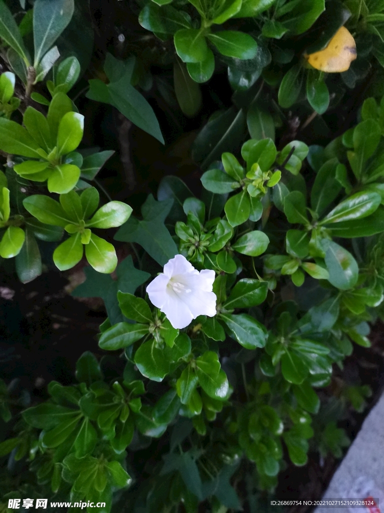 白色的牵牛花