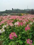 醉蝶花