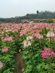 醉蝶花