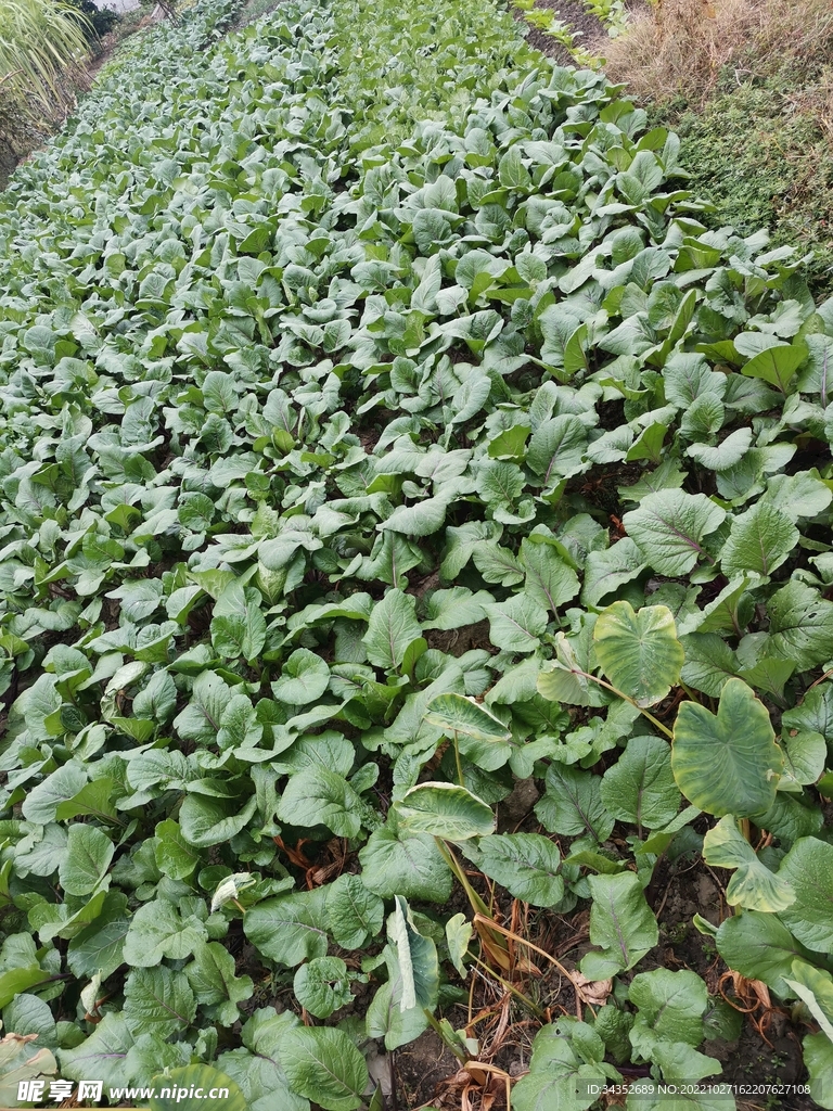 雨中红菜苔