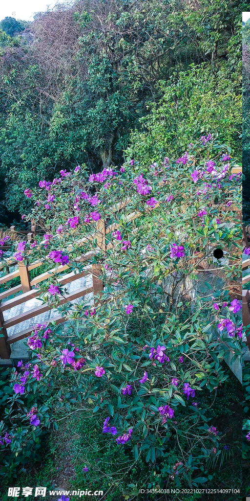 花草树