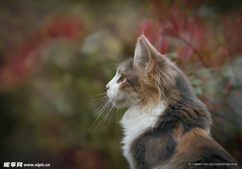 猫