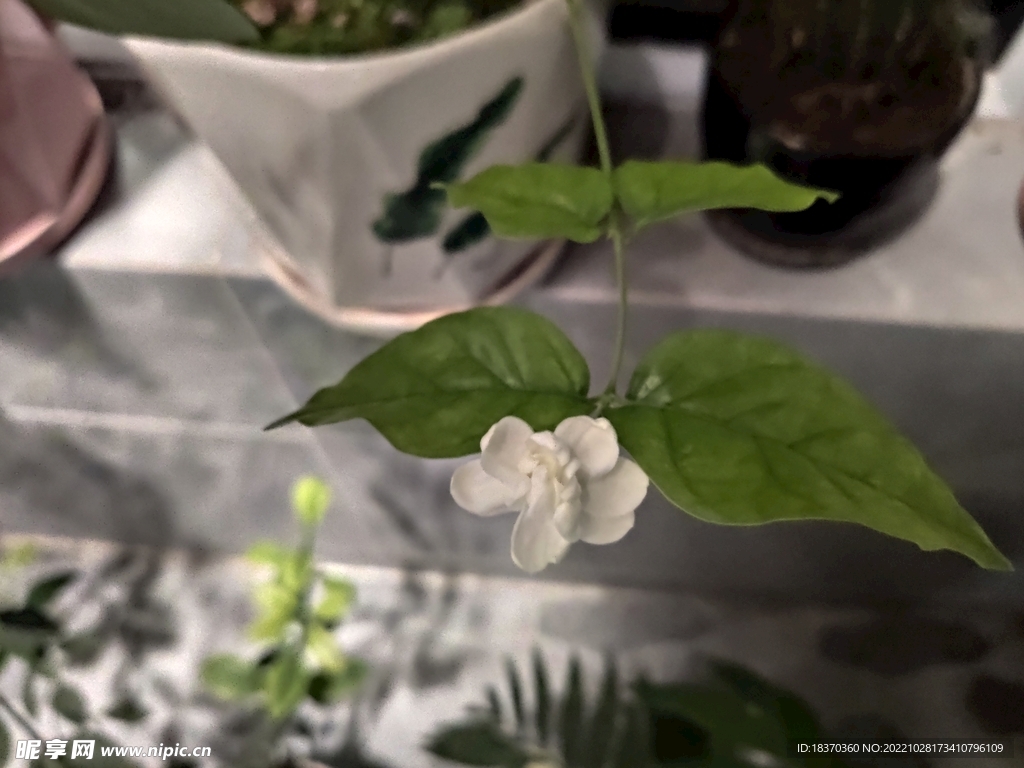 茉莉花