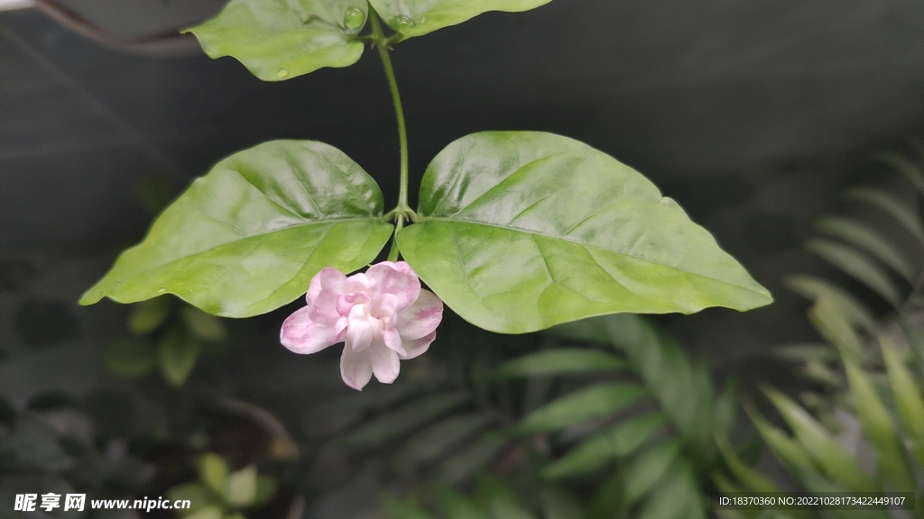 茉莉花