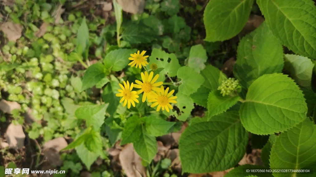 小花