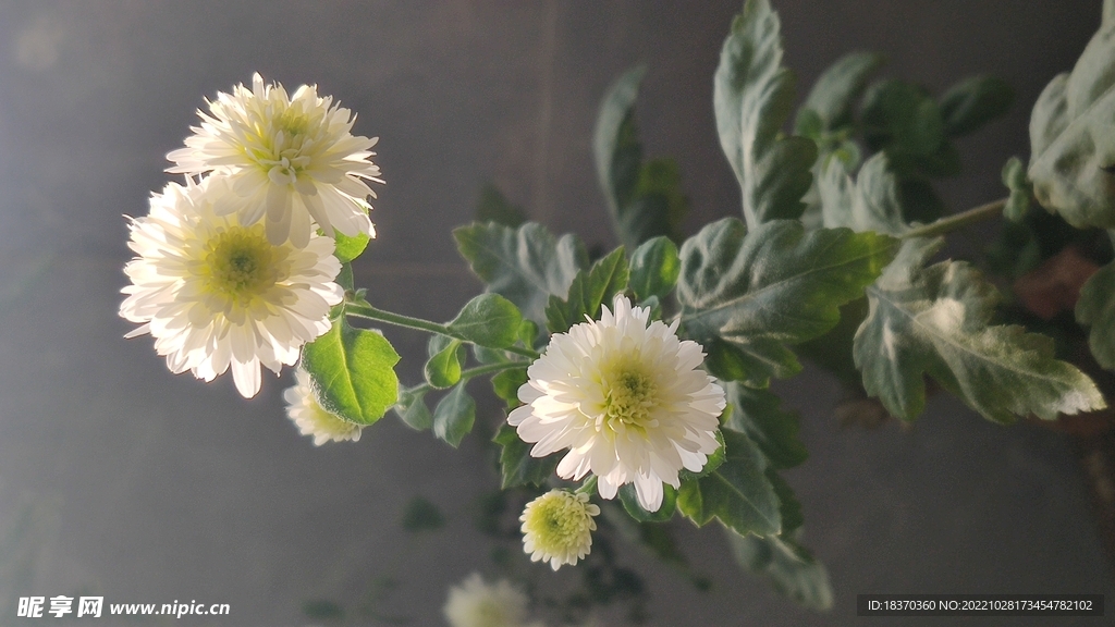 菊花