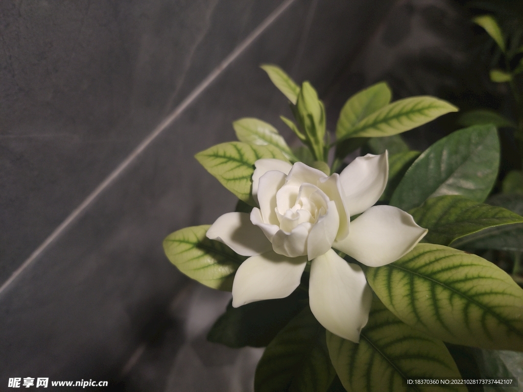 茉莉花