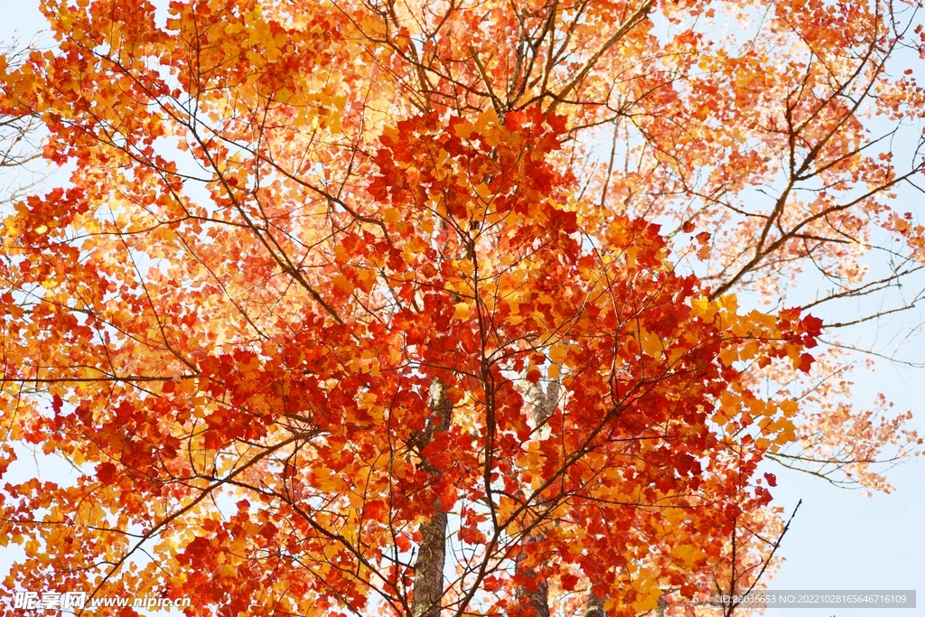 秋天红色枫树